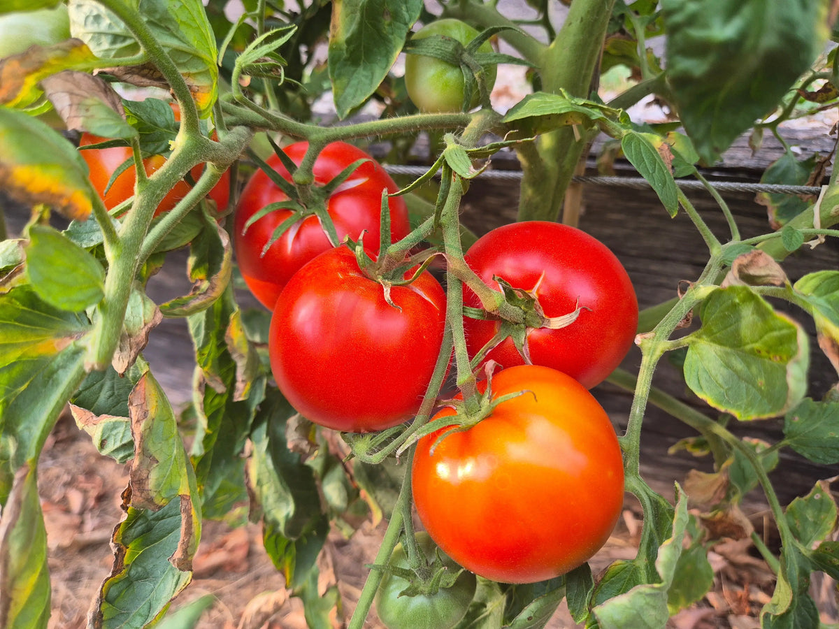 Ikarus DER TOMATENFLÜSTERER