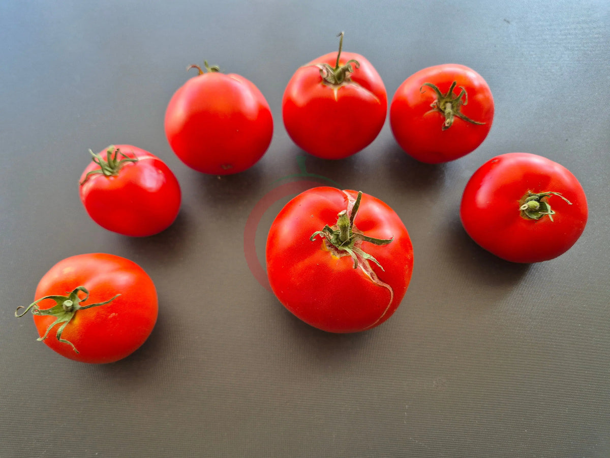 Ikarus DER TOMATENFLÜSTERER
