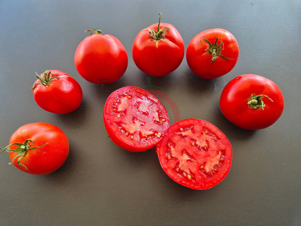 Ikarus DER TOMATENFLÜSTERER