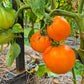 Ilja Muromets DER TOMATENFLÜSTERER