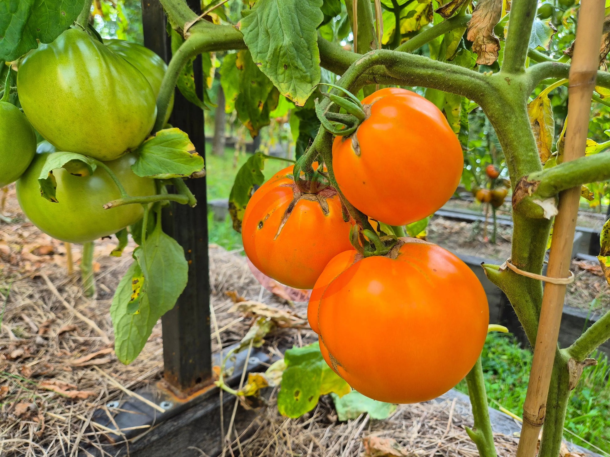 Ilja Muromets DER TOMATENFLÜSTERER