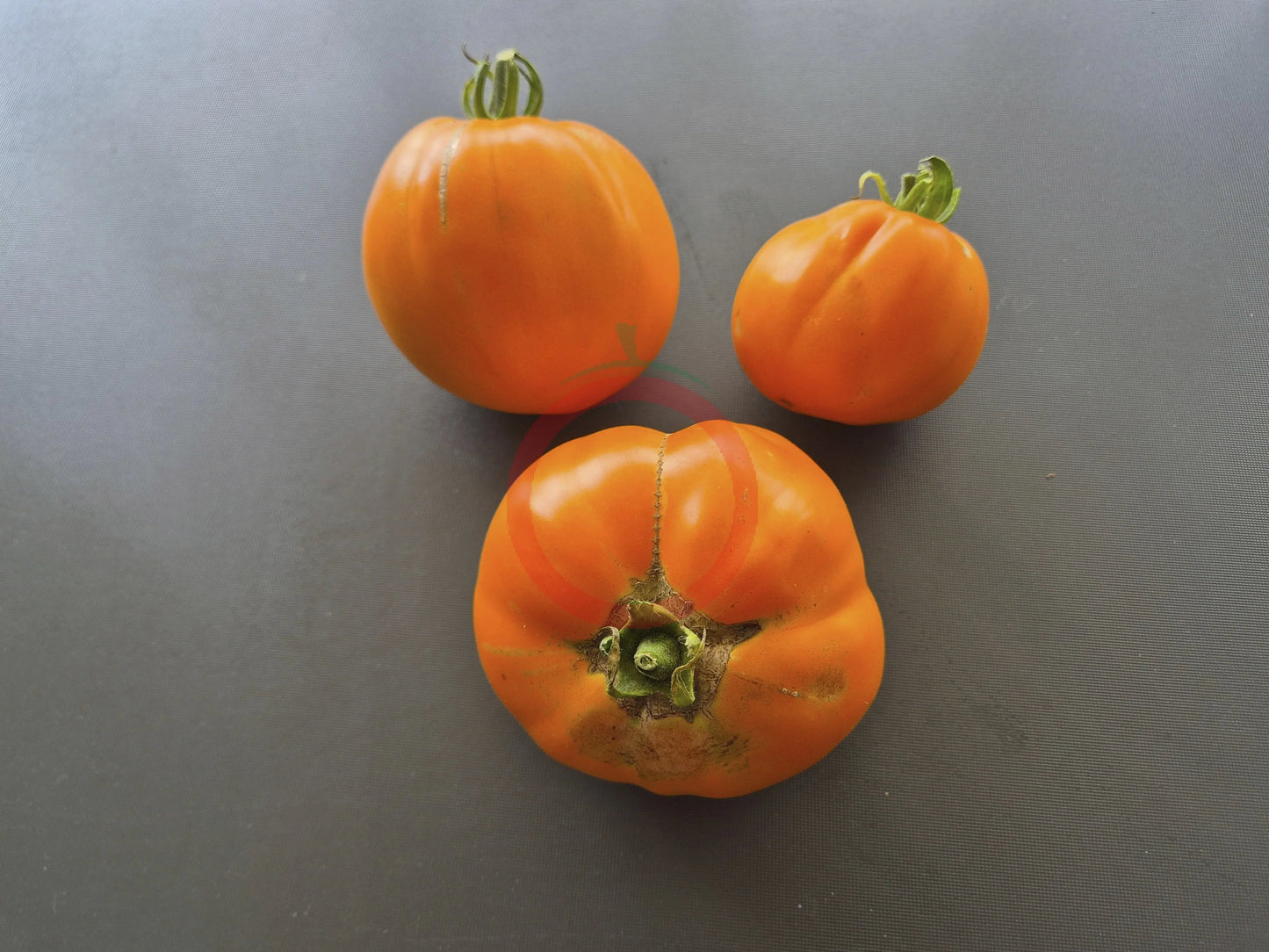 Ilja Muromets DER TOMATENFLÜSTERER