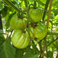 Ilja Muromets DER TOMATENFLÜSTERER