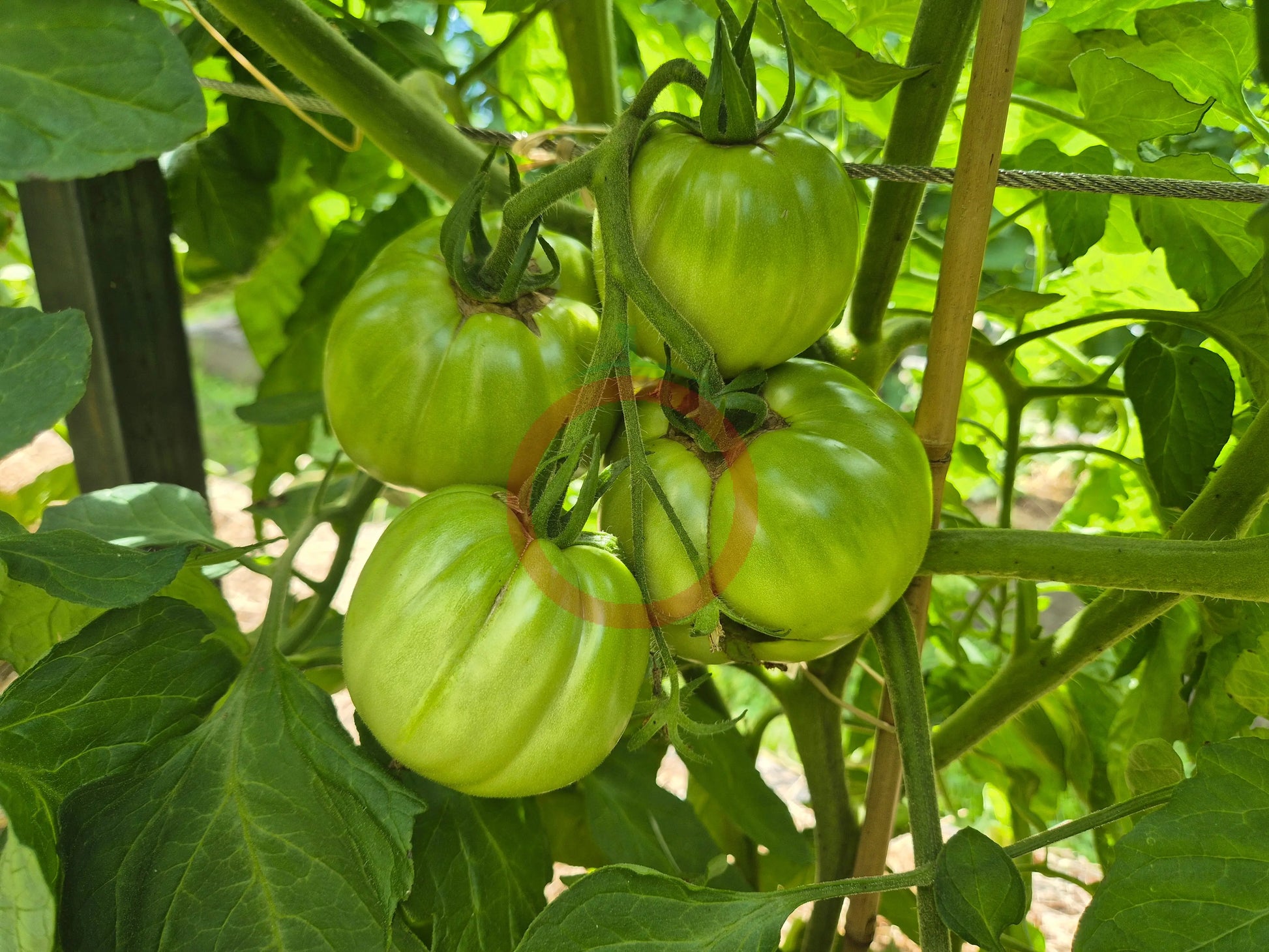 Ilja Muromets DER TOMATENFLÜSTERER