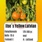 Ilse´s Yellow Latvian DER TOMATENFLÜSTERER