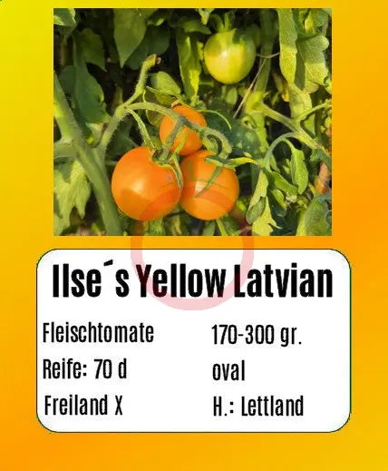 Ilse´s Yellow Latvian DER TOMATENFLÜSTERER