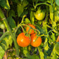 Ilse´s Yellow Latvian DER TOMATENFLÜSTERER