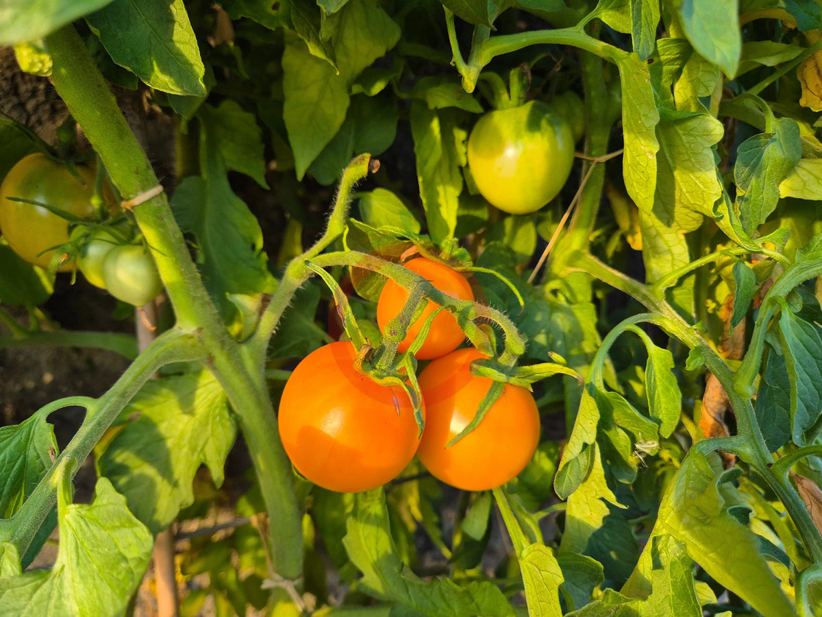 Ilse´s Yellow Latvian DER TOMATENFLÜSTERER