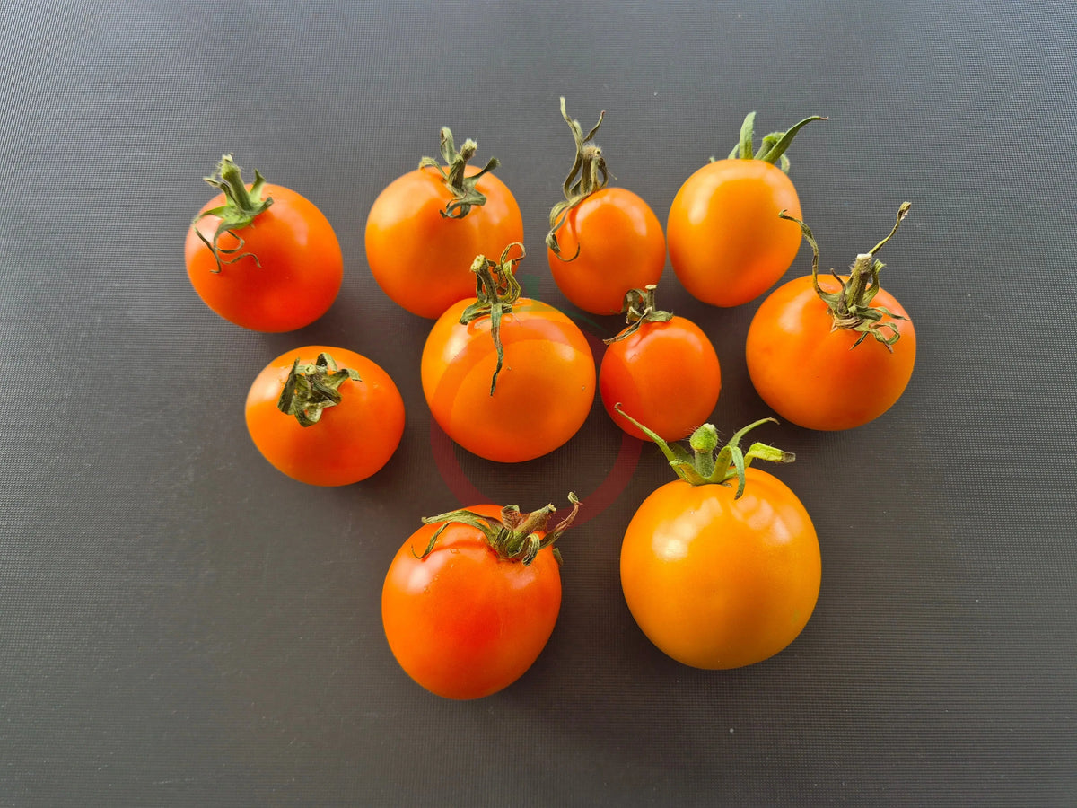 Ilse´s Yellow Latvian DER TOMATENFLÜSTERER
