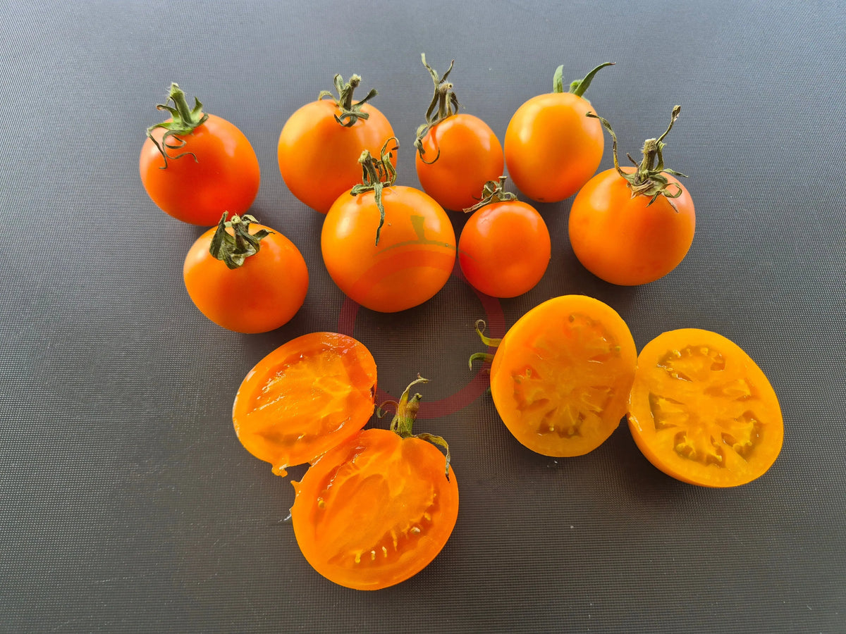 Ilse´s Yellow Latvian DER TOMATENFLÜSTERER