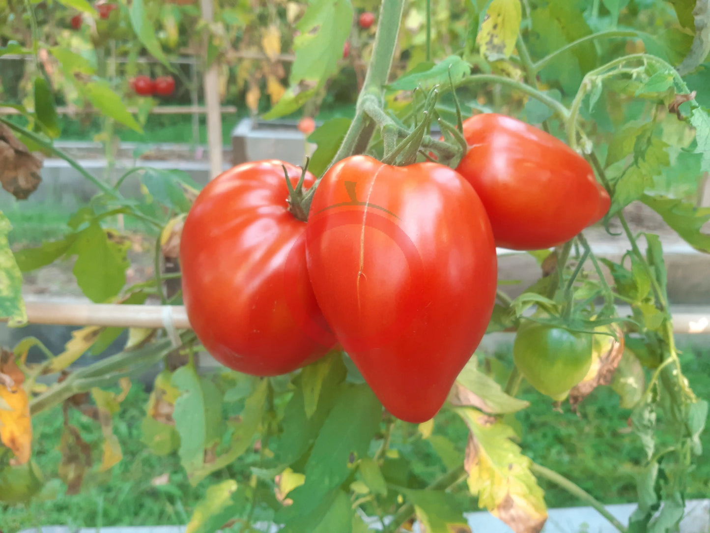 Inciardi Paste DER TOMATENFLÜSTERER