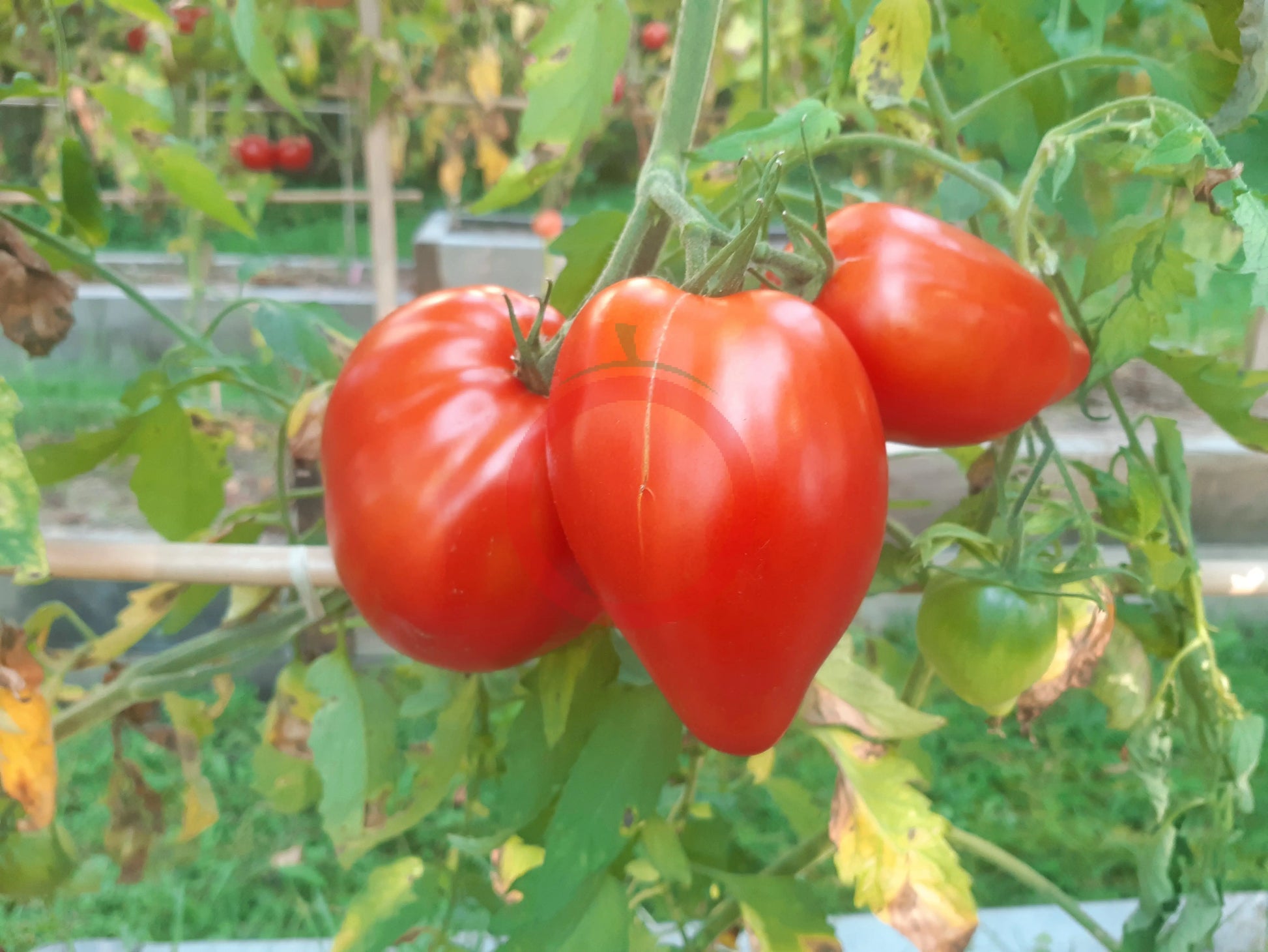 Inciardi Paste DER TOMATENFLÜSTERER