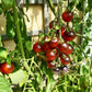 Indigo Cherry Drops DER TOMATENFLÜSTERER