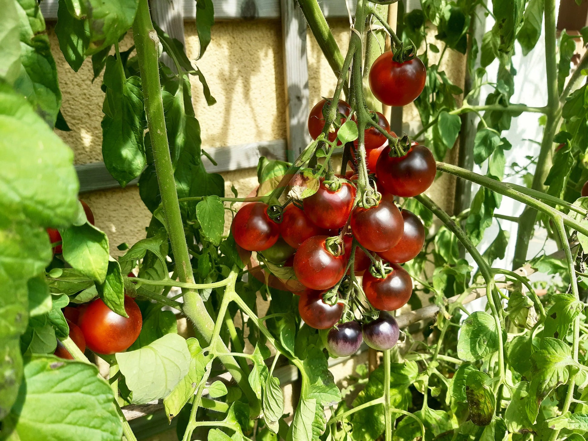 Indigo Cherry Drops DER TOMATENFLÜSTERER