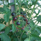 Indigo Cherry Drops DER TOMATENFLÜSTERER
