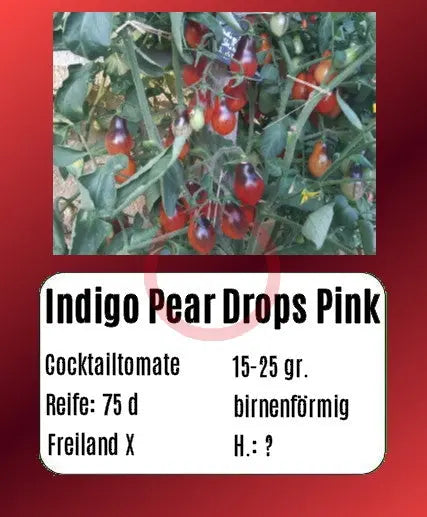 Indigo Pear Drops Pink DER TOMATENFLÜSTERER