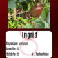 Ingrid DER TOMATENFLÜSTERER