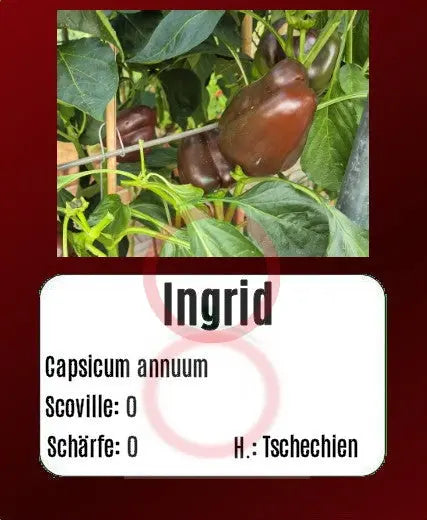 Ingrid DER TOMATENFLÜSTERER