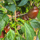 Ingrid DER TOMATENFLÜSTERER