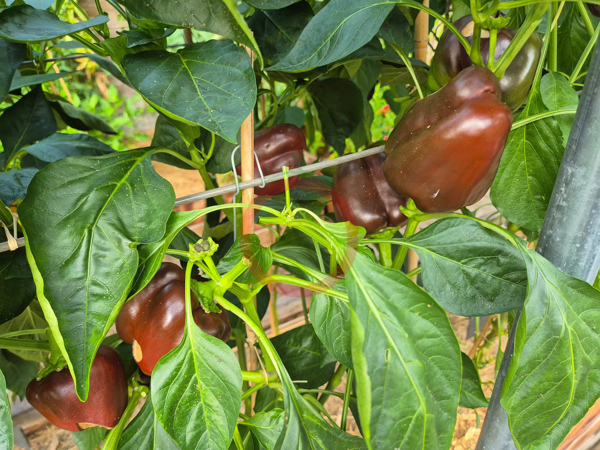 Ingrid DER TOMATENFLÜSTERER