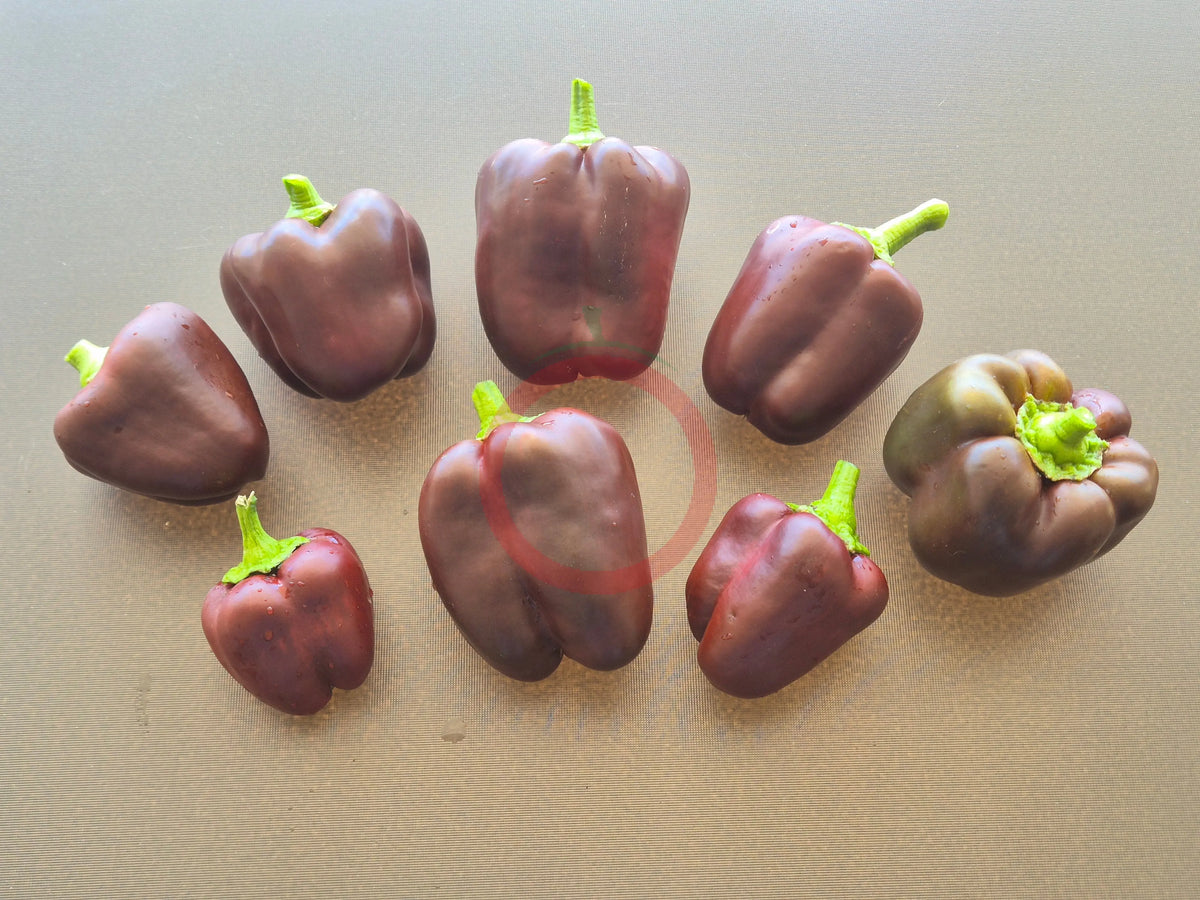 Ingrid DER TOMATENFLÜSTERER