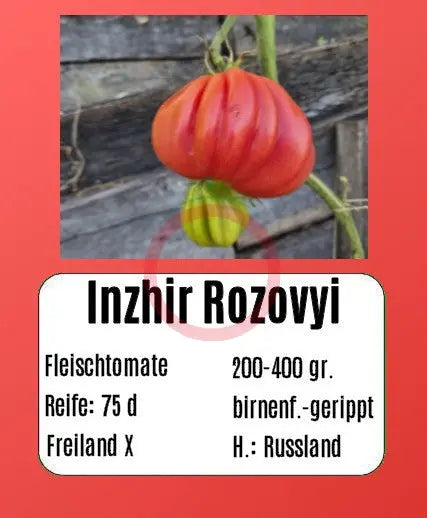 Inzhir Rozovyi DER TOMATENFLÜSTERER