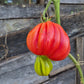 Inzhir Rozovyi DER TOMATENFLÜSTERER
