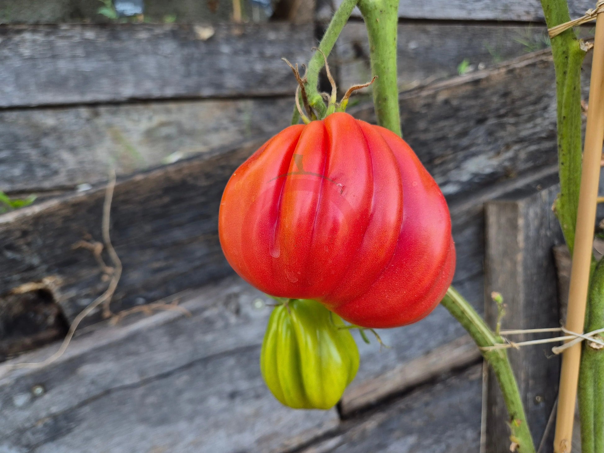 Inzhir Rozovyi DER TOMATENFLÜSTERER