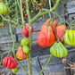 Inzhir Rozovyi DER TOMATENFLÜSTERER