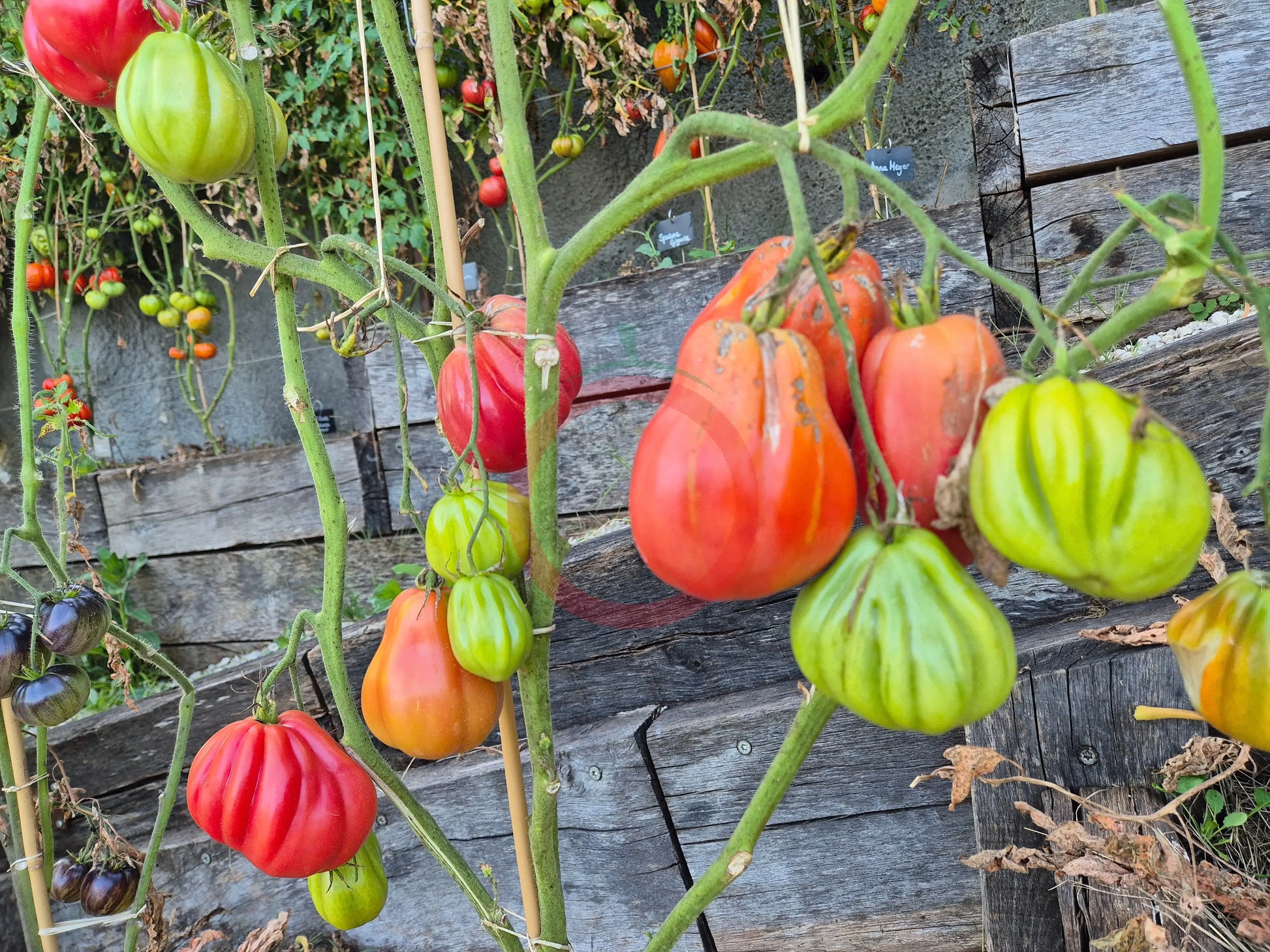 Inzhir Rozovyi DER TOMATENFLÜSTERER