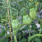 Inzhir Rozovyi DER TOMATENFLÜSTERER