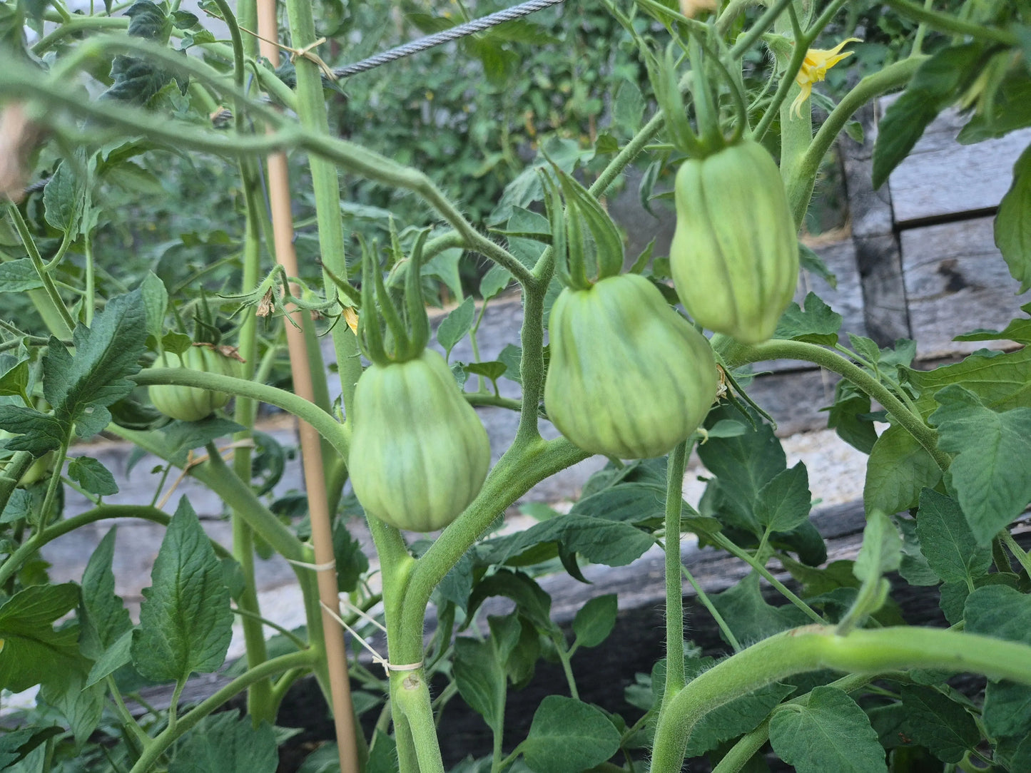 Inzhir Rozovyi DER TOMATENFLÜSTERER