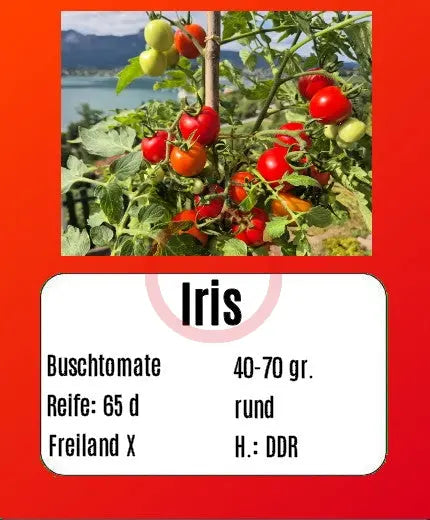 Iris DER TOMATENFLÜSTERER