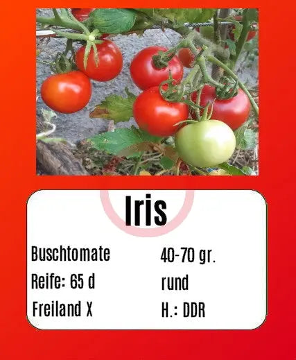 Iris DER TOMATENFLÜSTERER