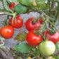Iris DER TOMATENFLÜSTERER