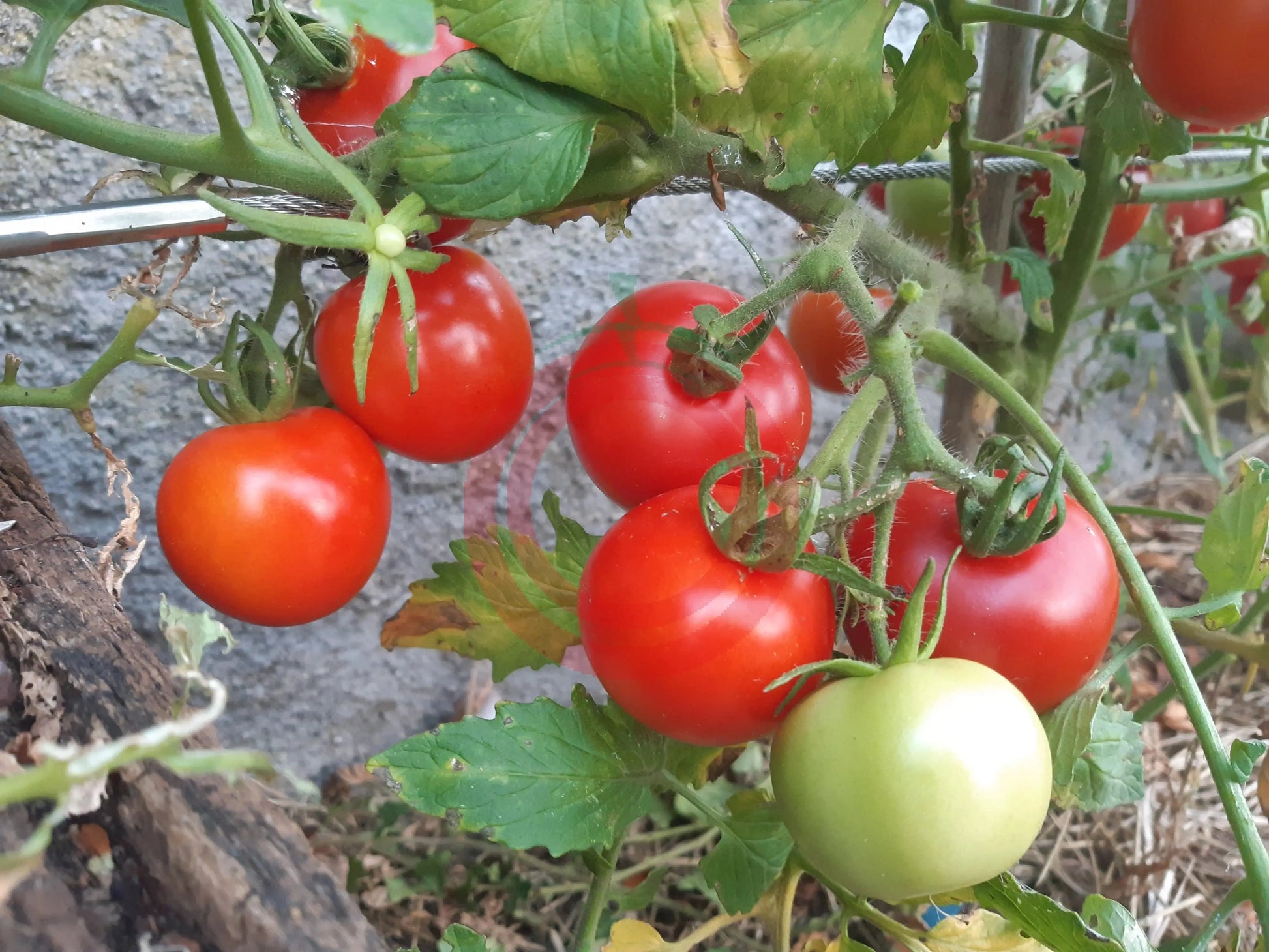 Iris DER TOMATENFLÜSTERER