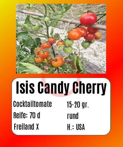 Isis Candy Cherry DER TOMATENFLÜSTERER