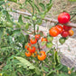 Isis Candy Cherry DER TOMATENFLÜSTERER