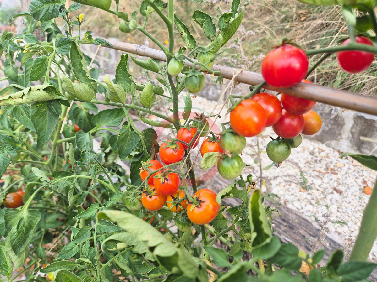 Isis Candy Cherry DER TOMATENFLÜSTERER