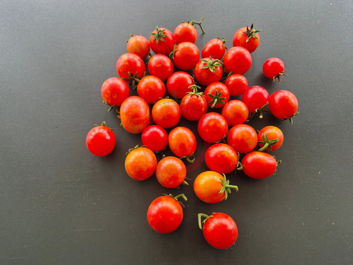Isis Candy Cherry DER TOMATENFLÜSTERER