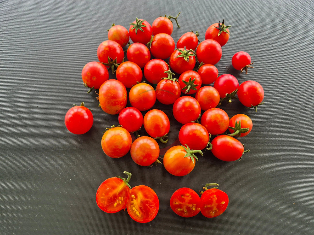 Isis Candy Cherry DER TOMATENFLÜSTERER
