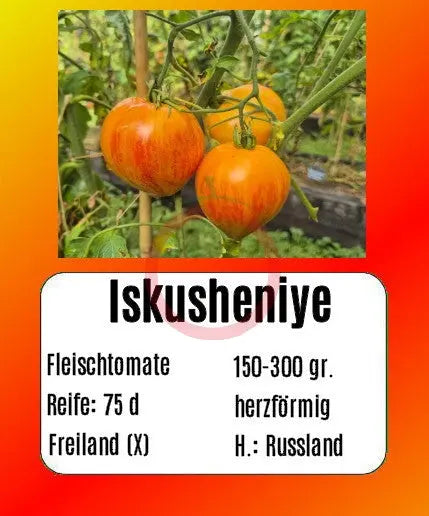 Iskusheniye DER TOMATENFLÜSTERER