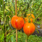 Iskusheniye DER TOMATENFLÜSTERER
