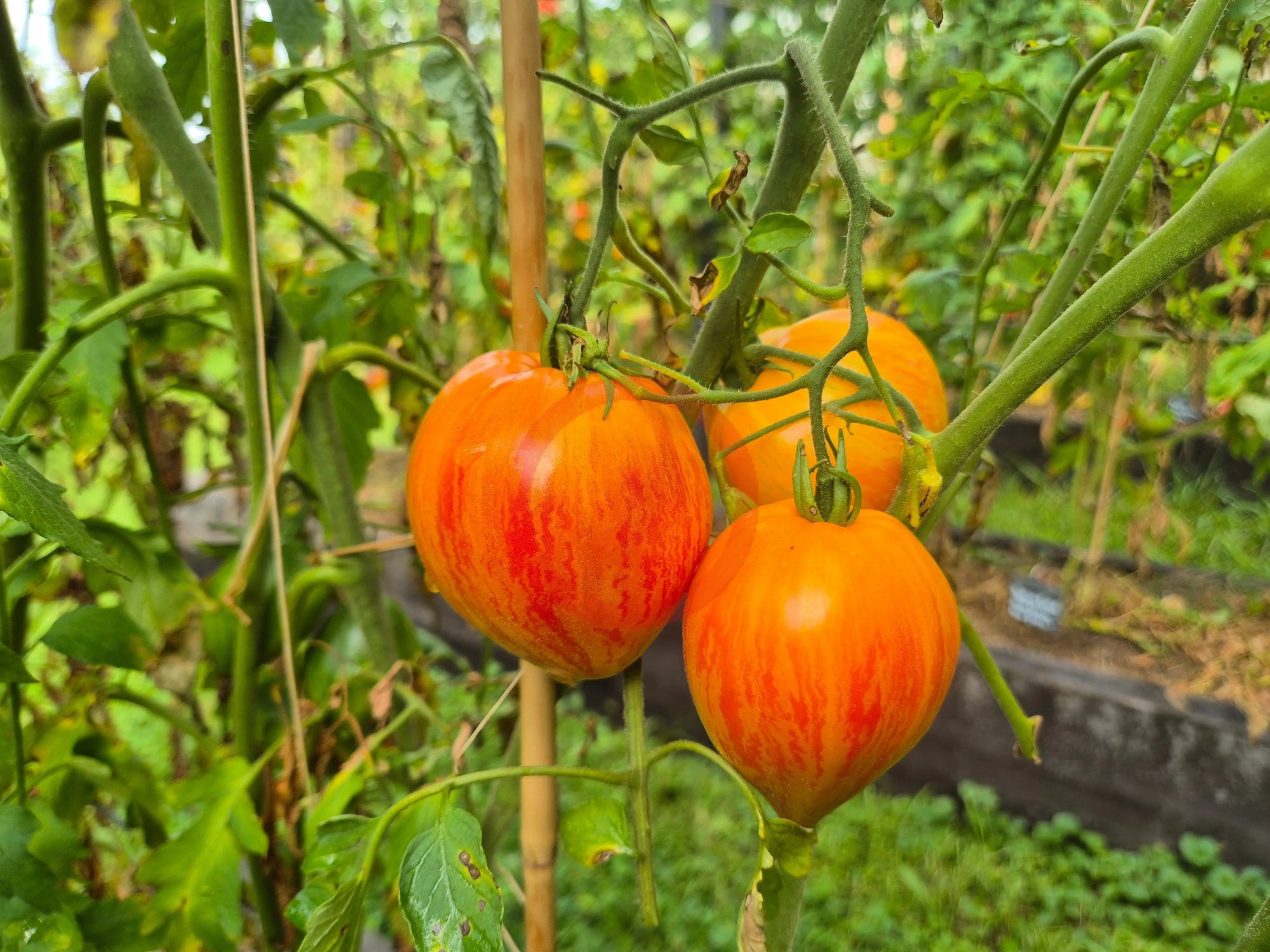 Iskusheniye DER TOMATENFLÜSTERER