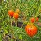 Iskusheniye DER TOMATENFLÜSTERER