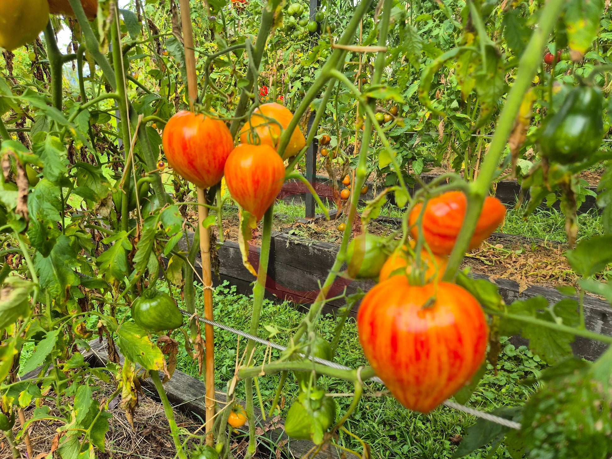 Iskusheniye DER TOMATENFLÜSTERER