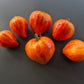 Iskusheniye DER TOMATENFLÜSTERER