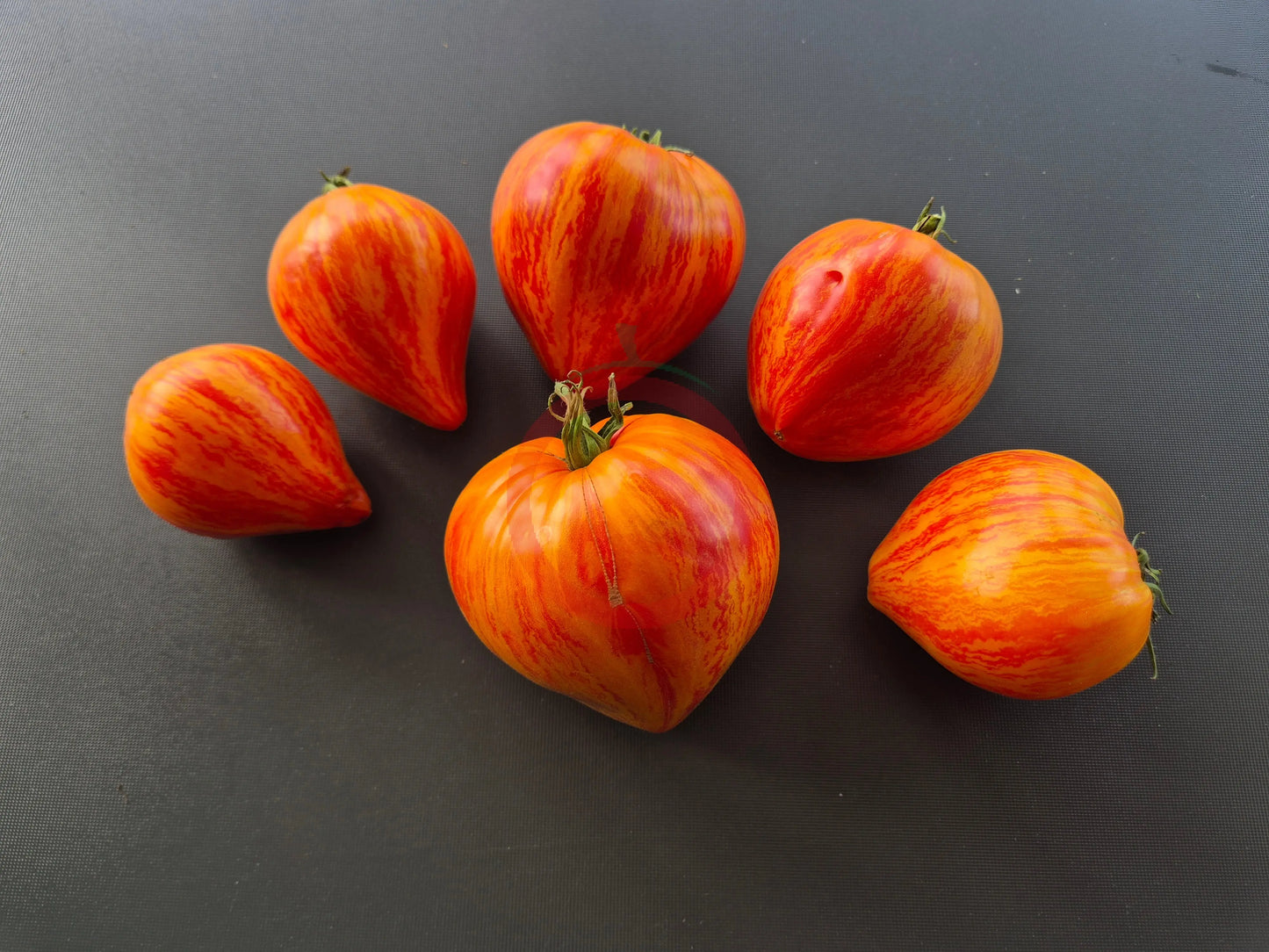 Iskusheniye DER TOMATENFLÜSTERER