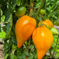 Iskusheniye DER TOMATENFLÜSTERER