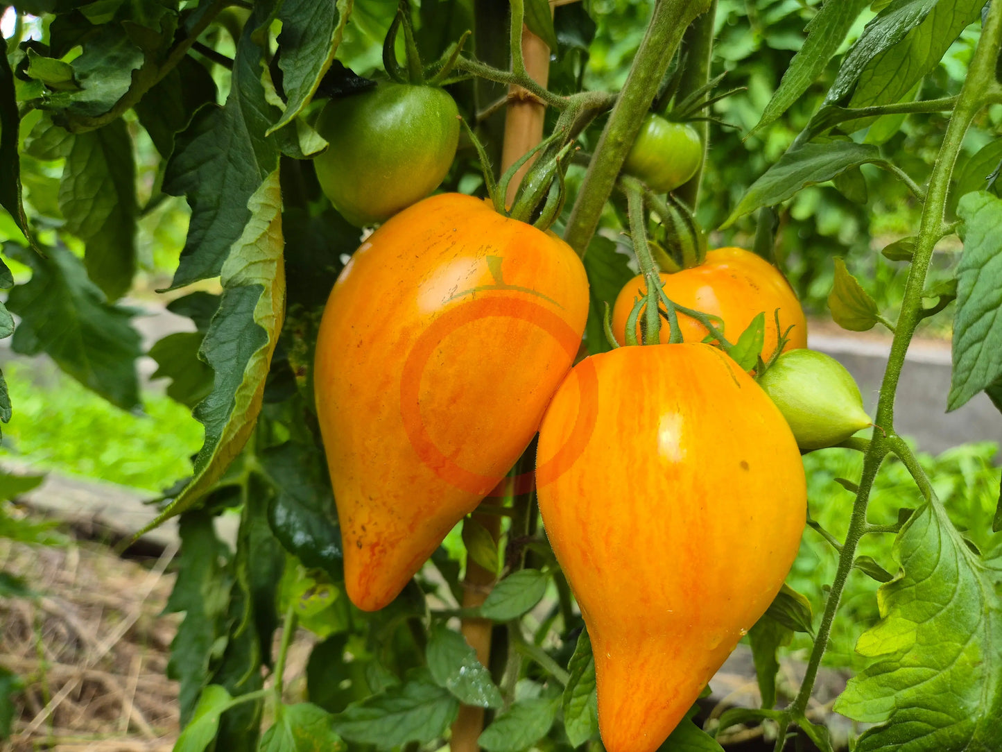 Iskusheniye DER TOMATENFLÜSTERER